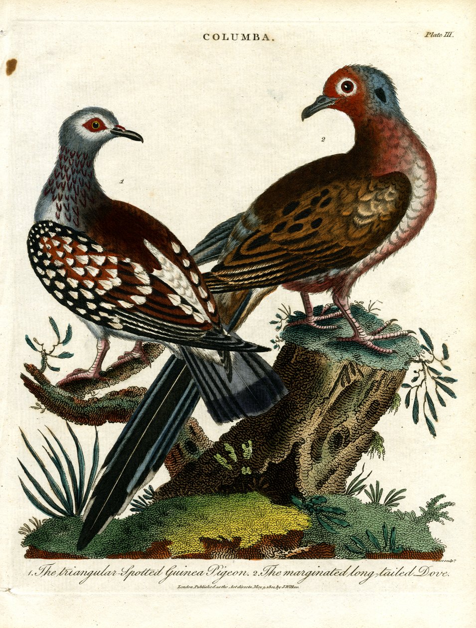 Guineaduva och duva (Columba) av John Pass
