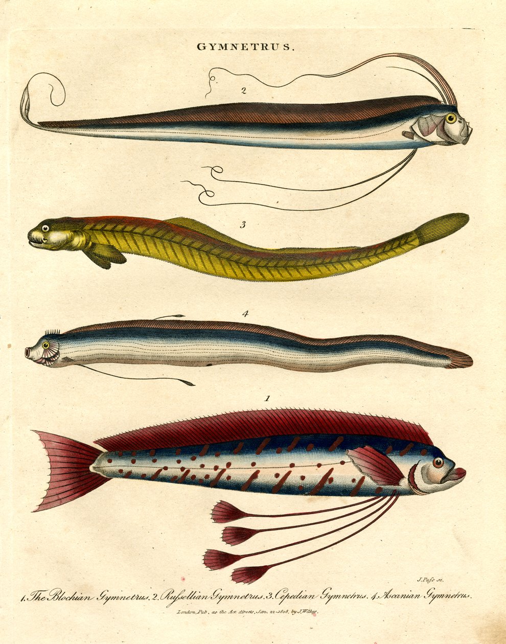 Gymnetrus arter - Bandfisk av John Pass