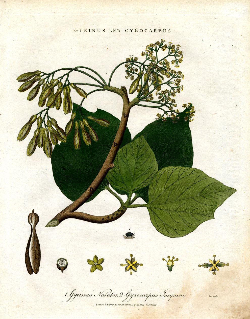 Gyrinus och Gyrocarpus av John Pass