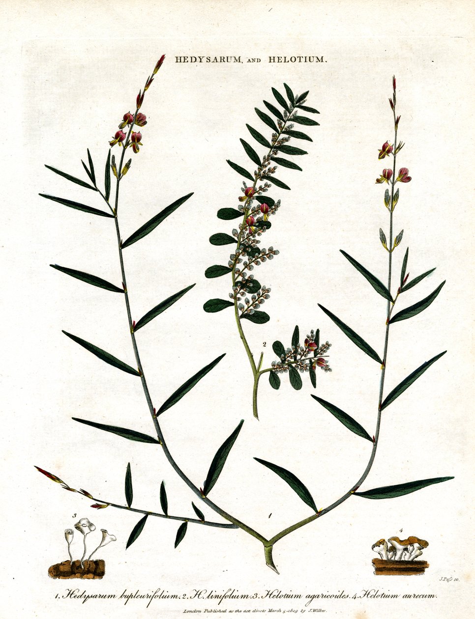 Hedysarum och Helotium av John Pass