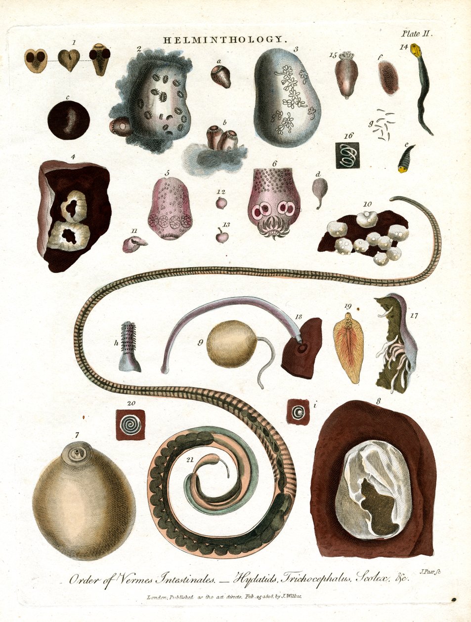Helminthology;Plansch II - Ordning av inälvsmaskar av John Pass
