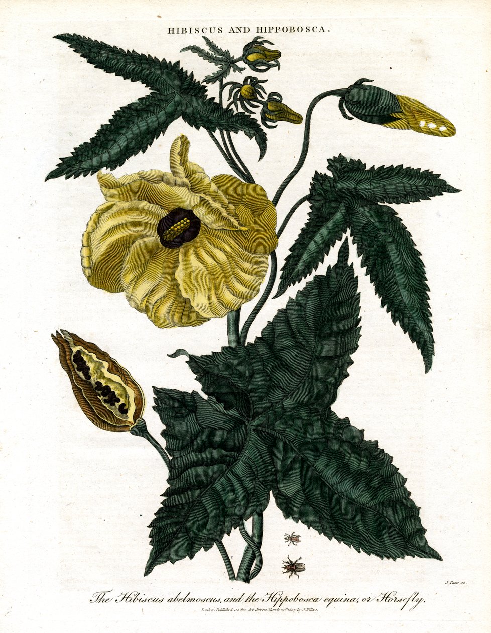 Hibiskus och Hippobosca av John Pass