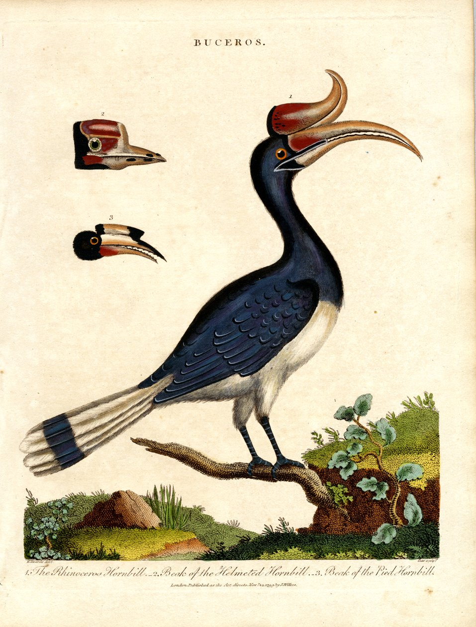 Hornbill arter med Bill detaljer av John Pass