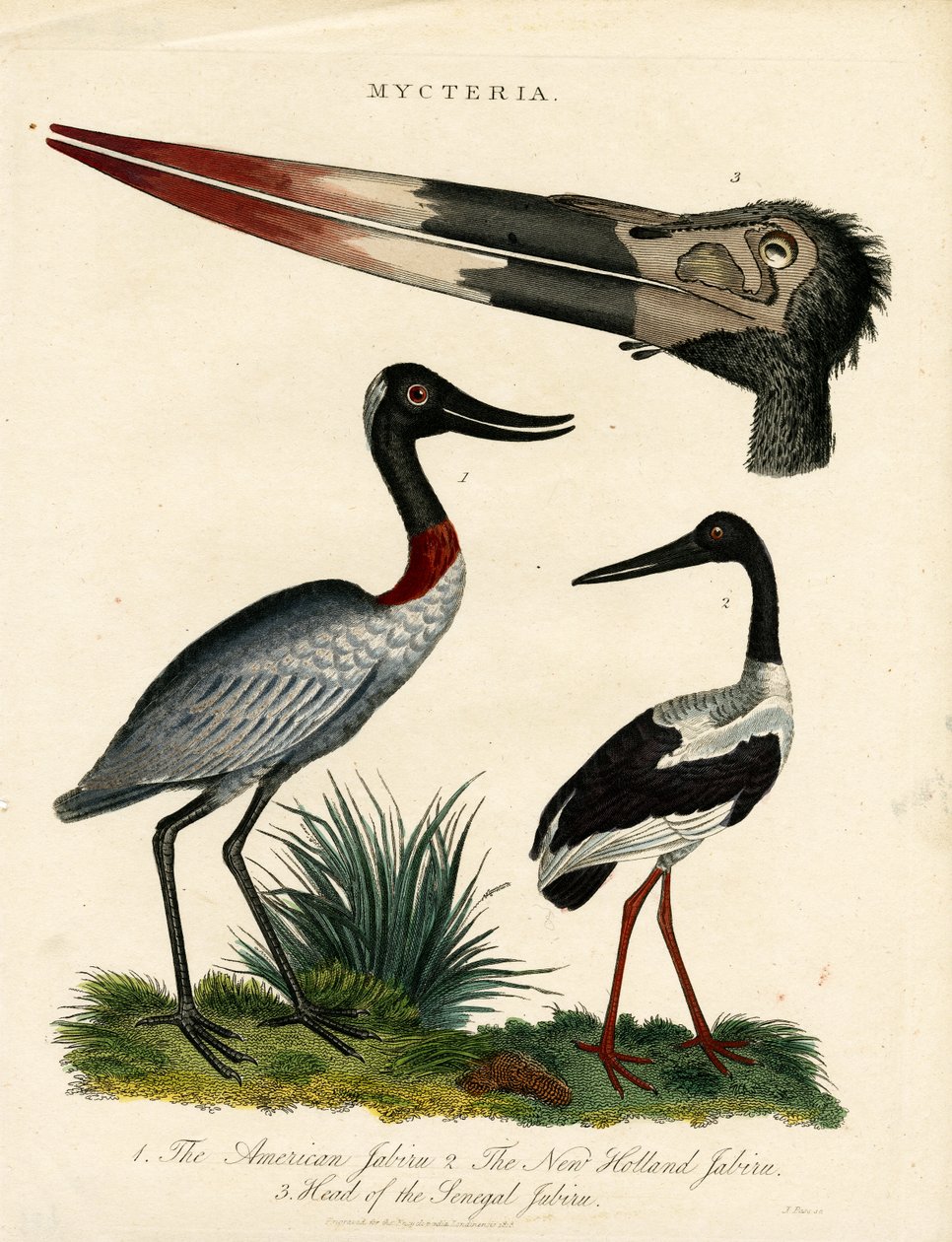 Jabiru-arter (Mycteria) med anatomiska detaljer av John Pass