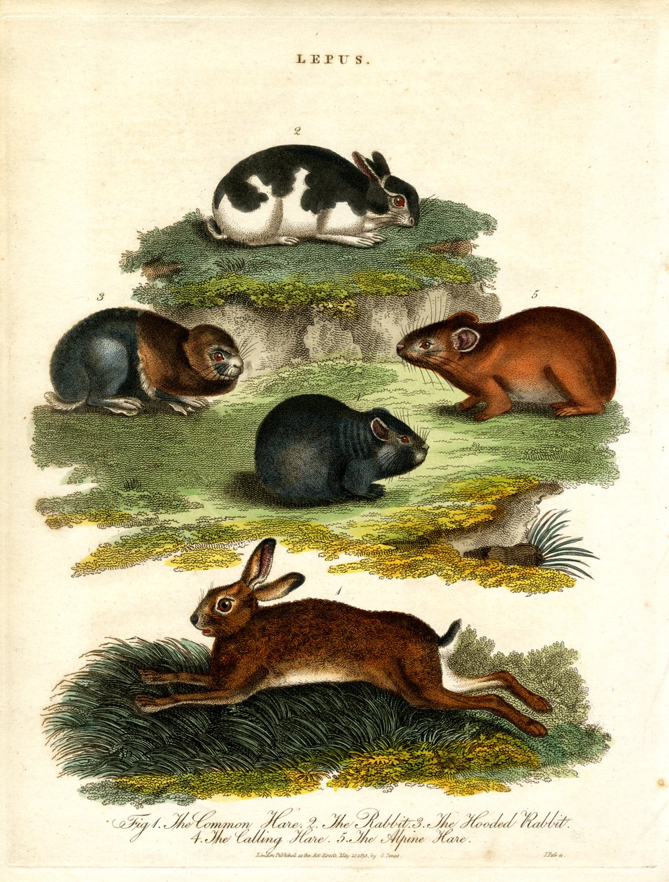 Lepus - Harar och gnagare av John Pass