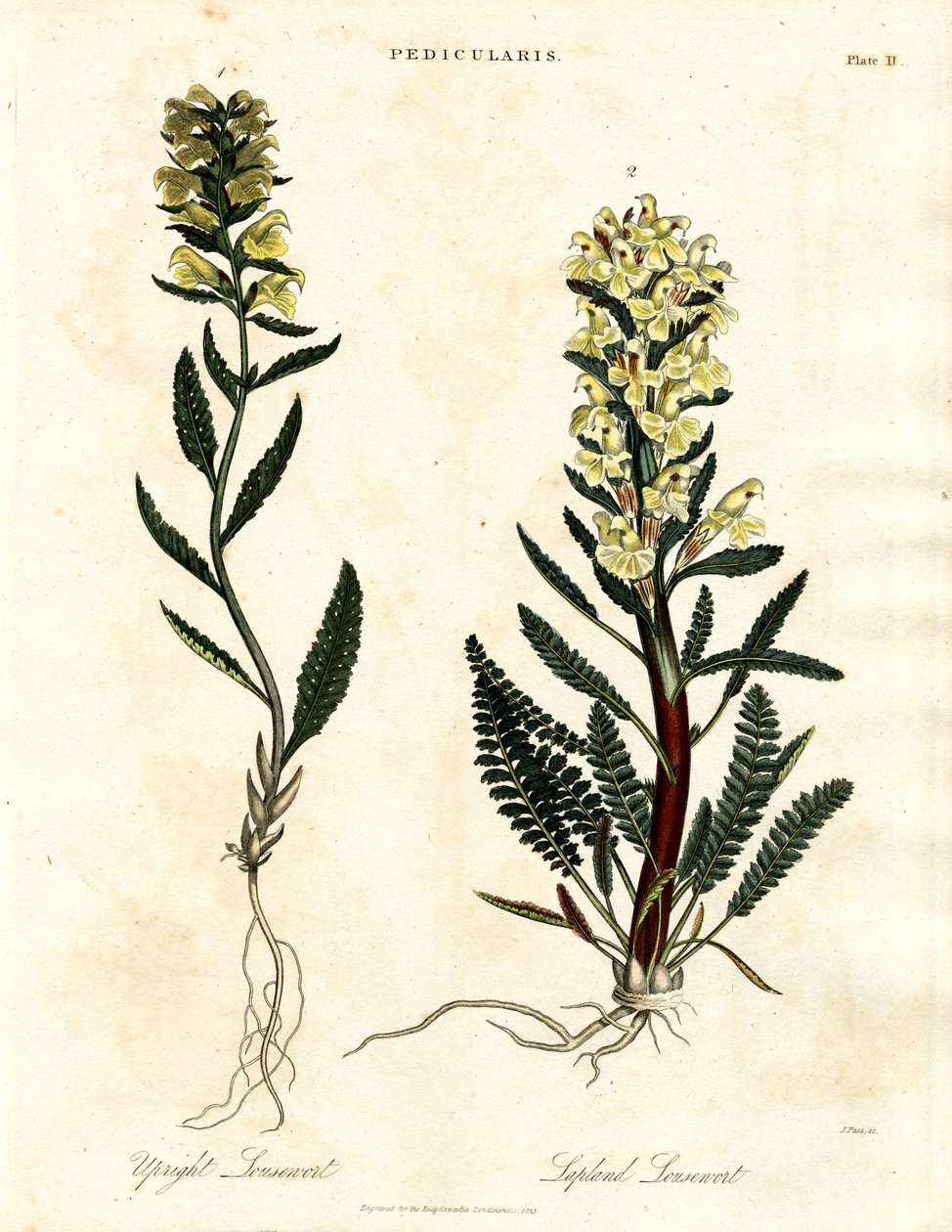 Lousewort Arter av John Pass