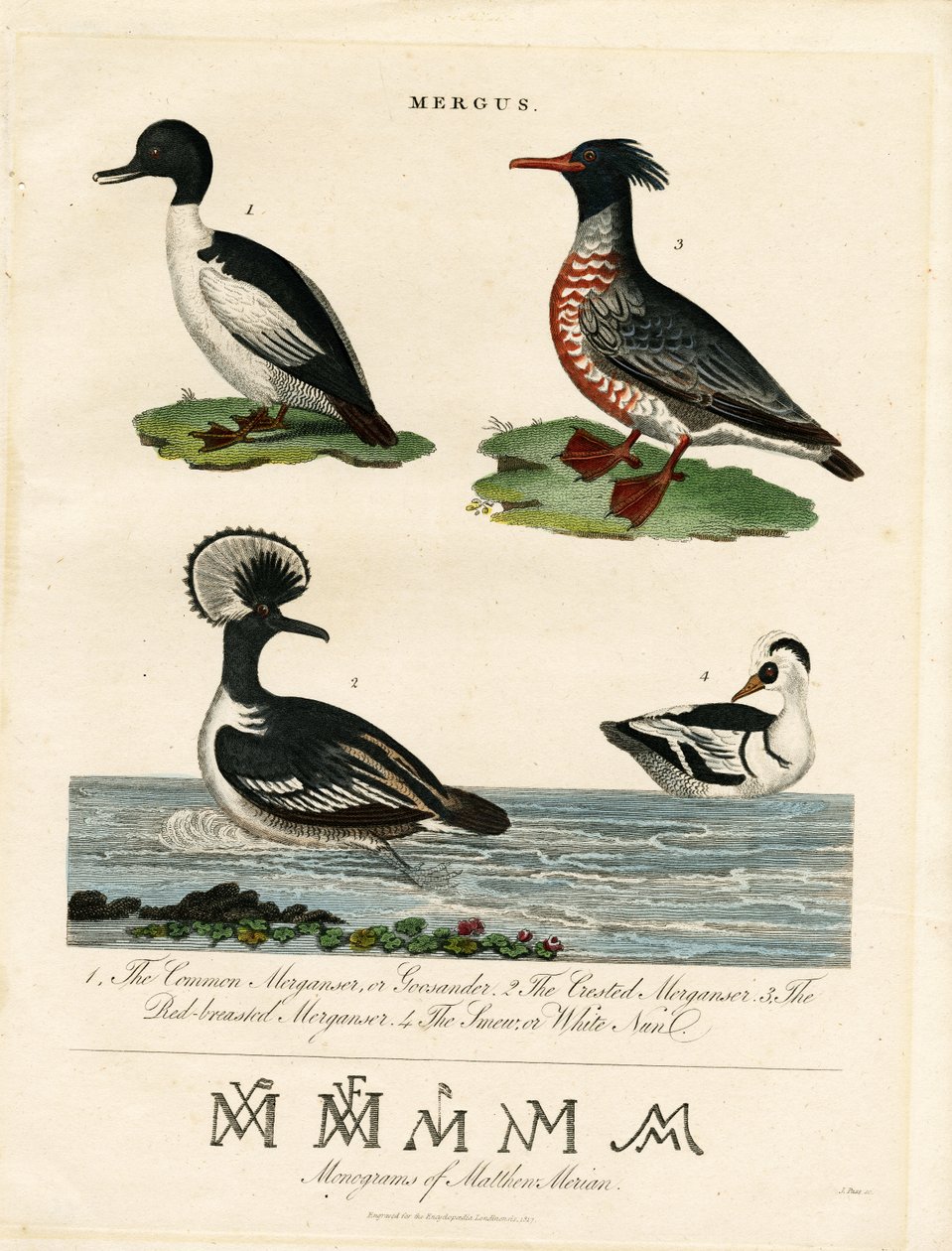 Mergansers (Mergus) av John Pass