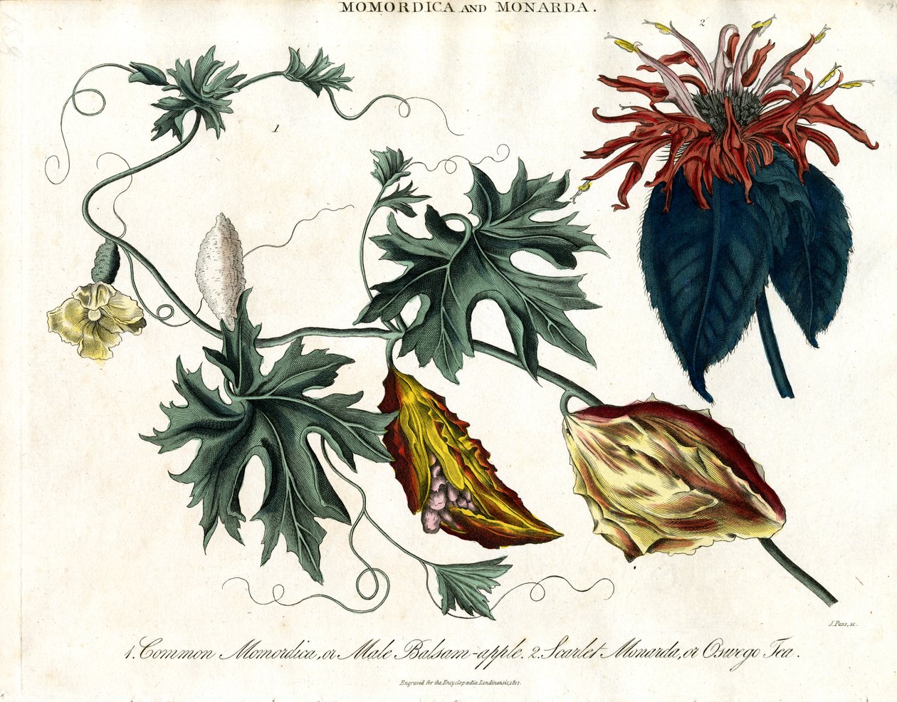 Momordica och Monarda av John Pass