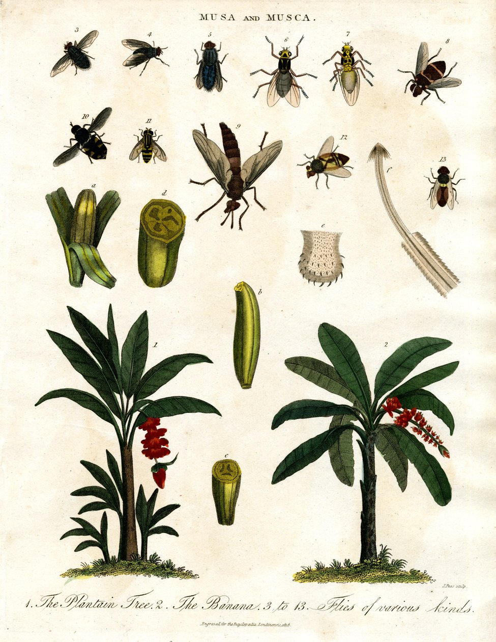 Musa och Musca - Bananplantor och olika flugarter av John Pass