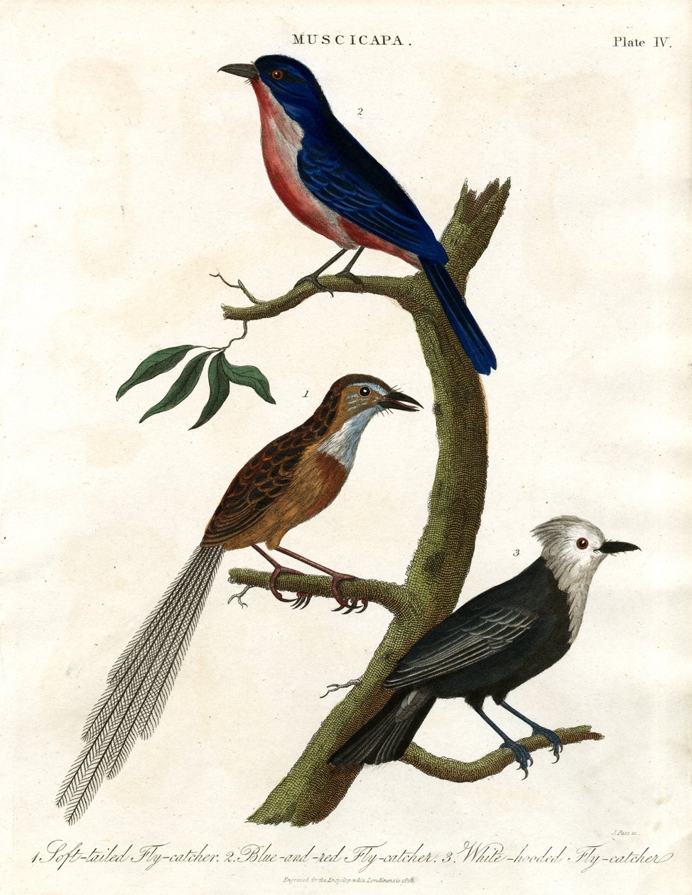 Muscicapa - flugsnappare arter av John Pass