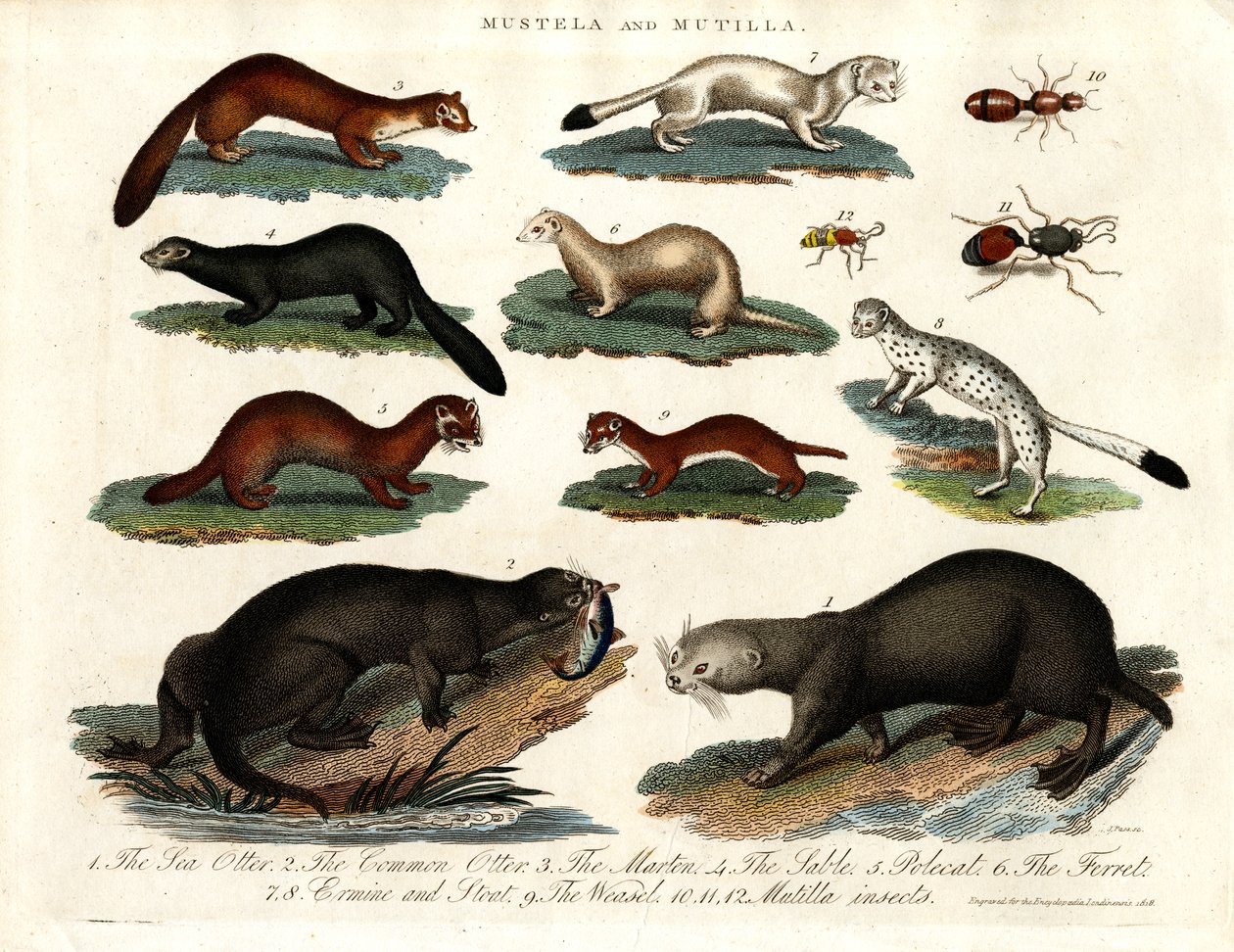Mustela och Mutilla: Illustration av olika mustelider och mutillainsekter av John Pass