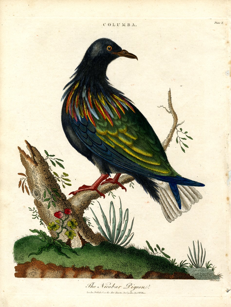 Nikobarduva (Columba) av John Pass