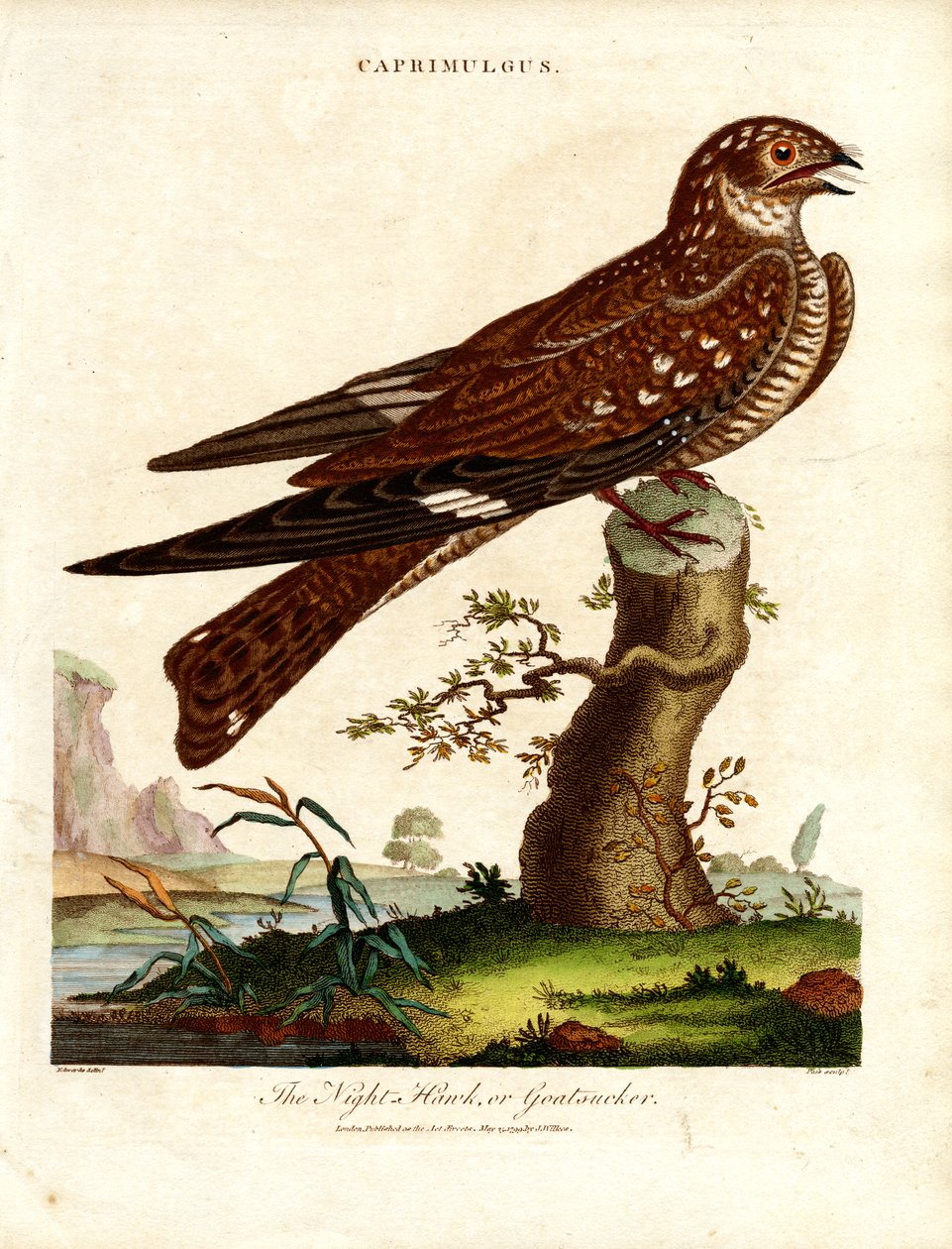 Nattskärra (Caprimulgus) av John Pass