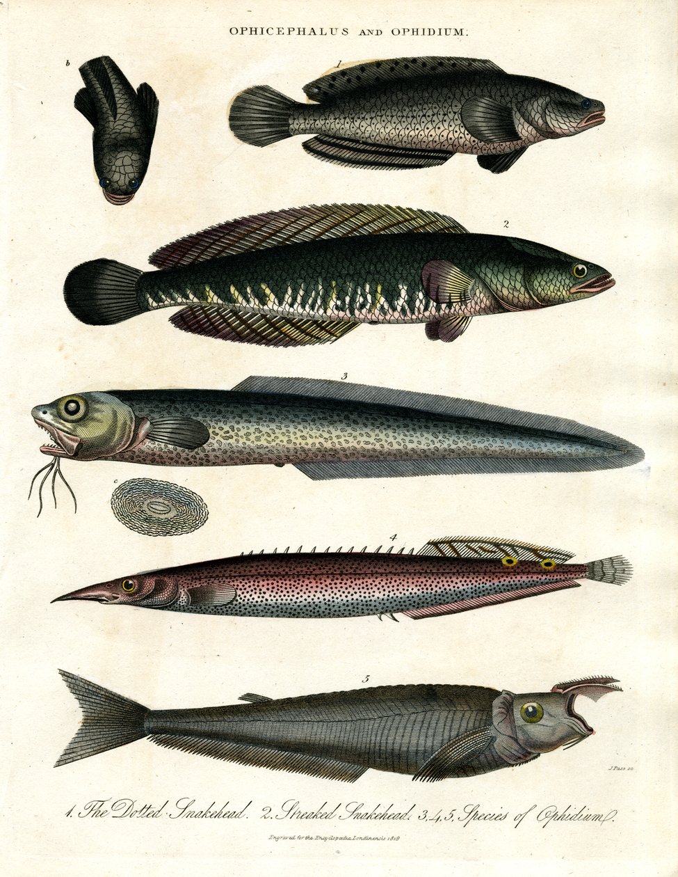 Ophicephalus och Ophidium av John Pass