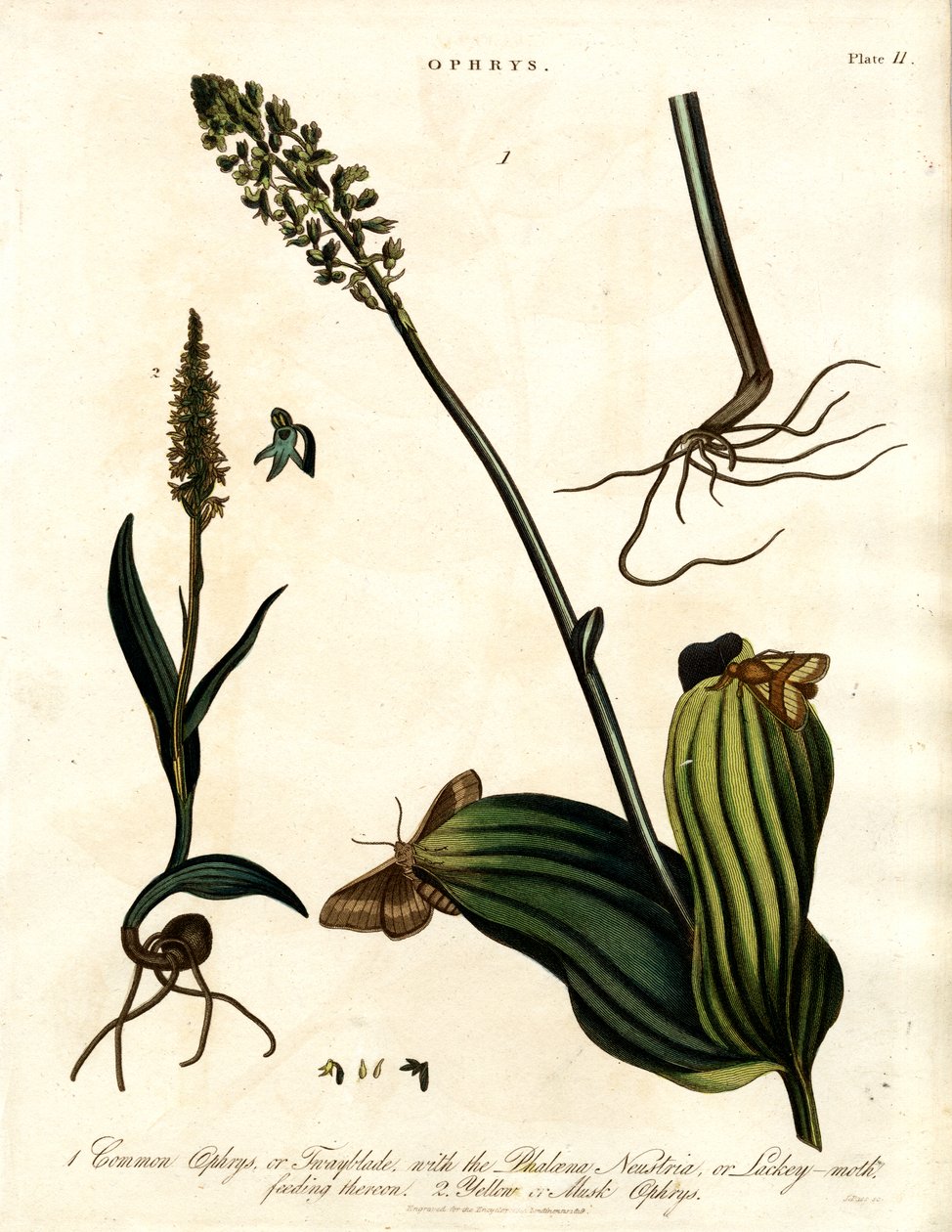 Ophrys-arter med nattfjäril av John Pass
