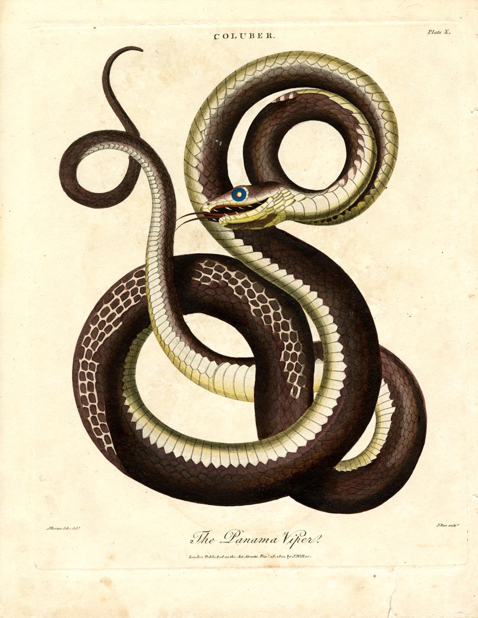 Panama huggorm (Coluber) av John Pass