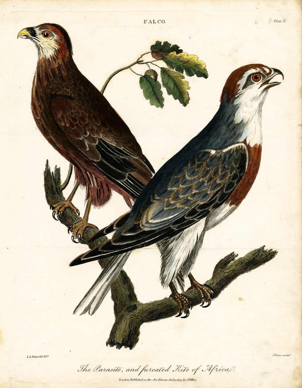 Parasit och furcated Kite i Afrika av John Pass