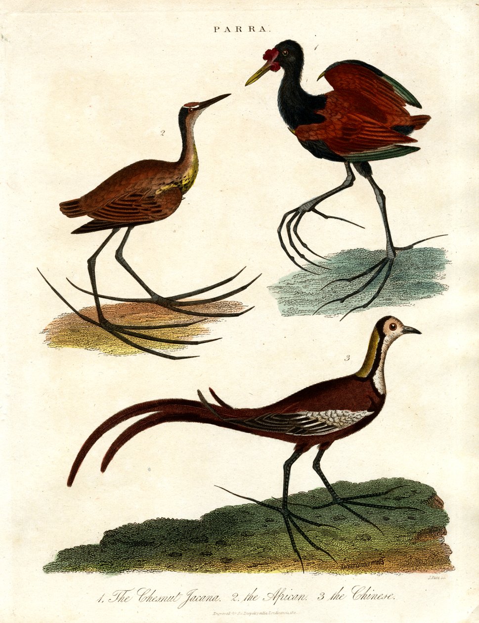 Parra-arter (Jacanas) av John Pass