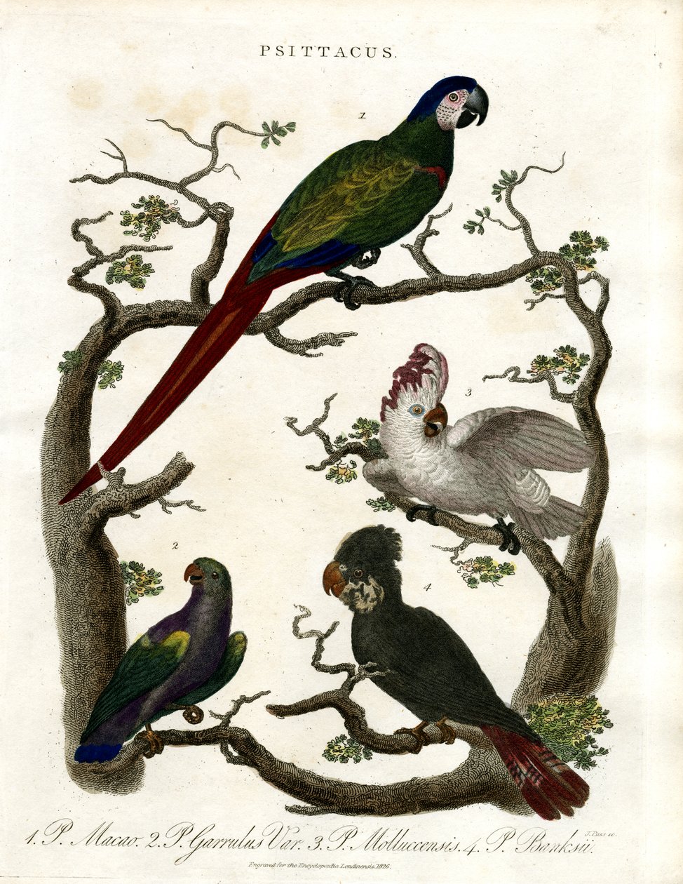 Parrots (Psittacus) av John Pass