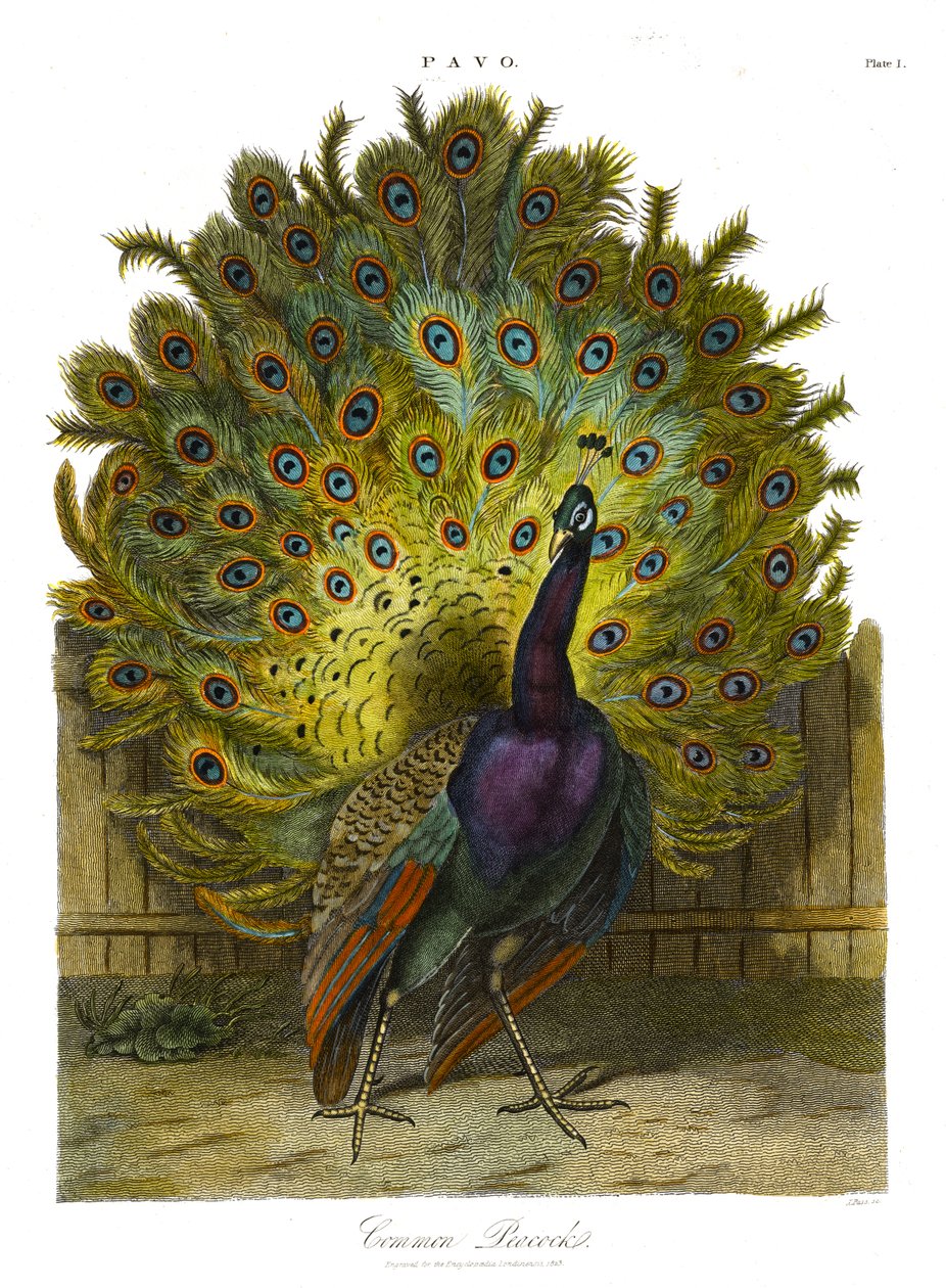 Pavo: Vanlig påfågel av John Pass
