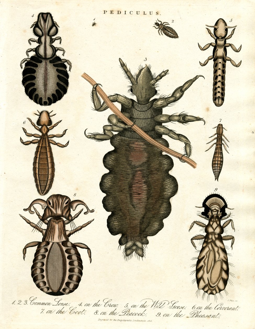 Pediculus - Olika arter av löss av John Pass