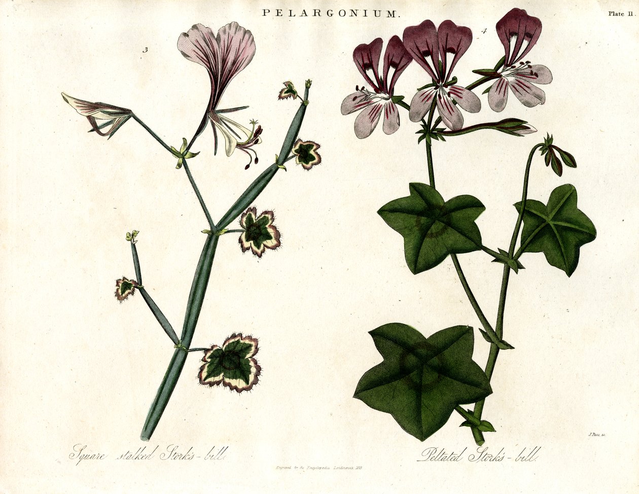 Pelargonium arter (Storknäbb) av John Pass
