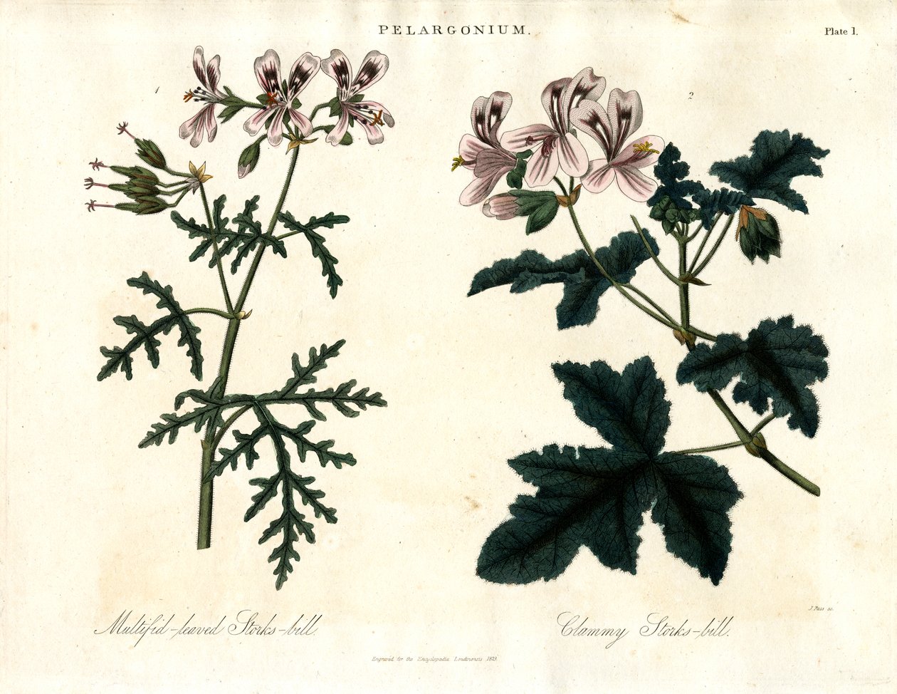 Pelargonium Arter: Flerbladig storksnäppa och klamrig storksnäppa av John Pass