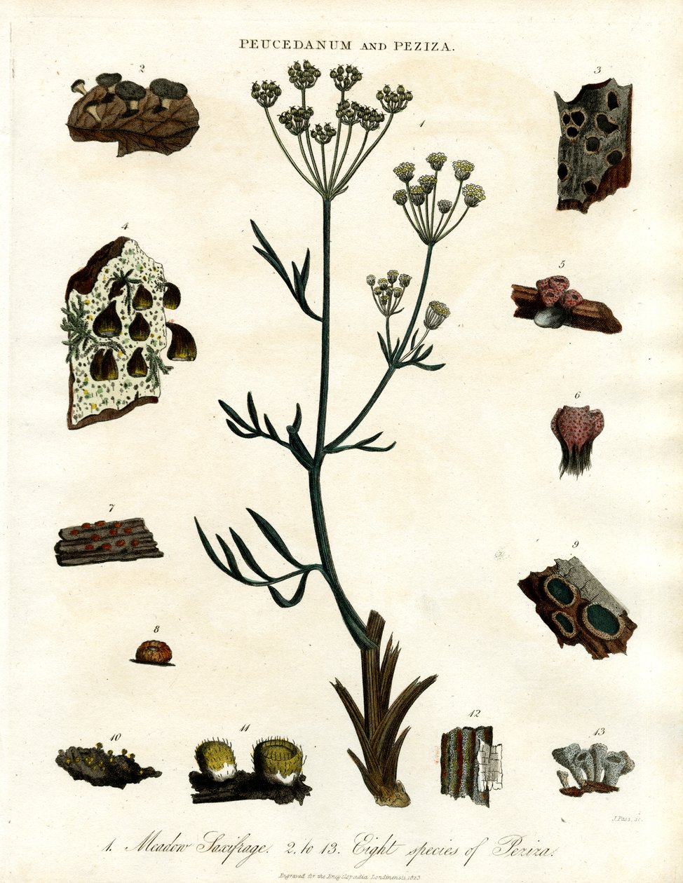 Peucedanum och Peziza av John Pass