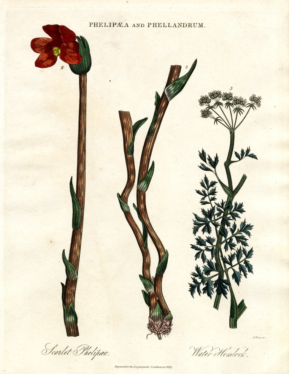 Phelipaea och Phellandrum av John Pass