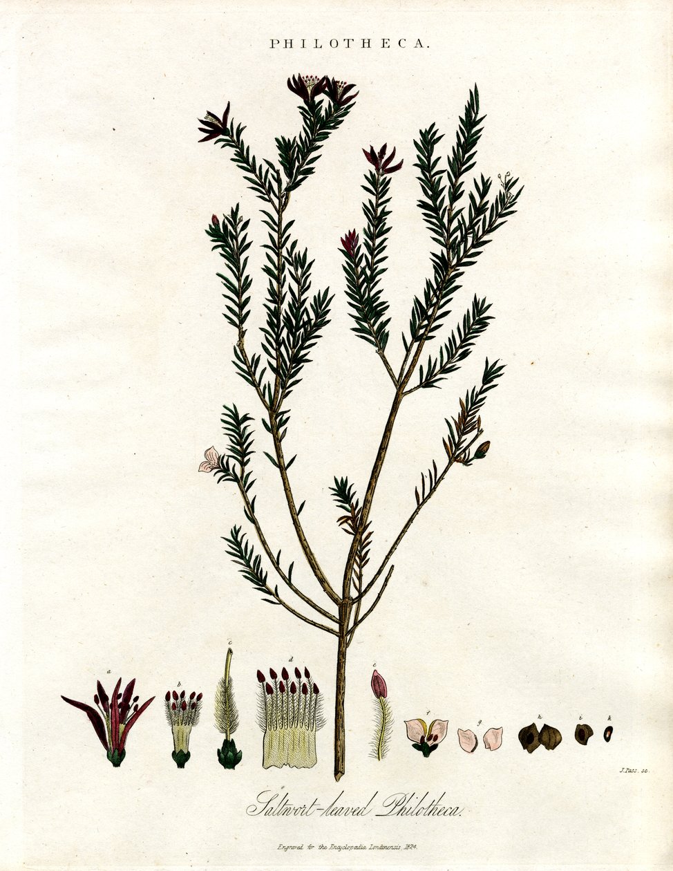 Philotheca av John Pass
