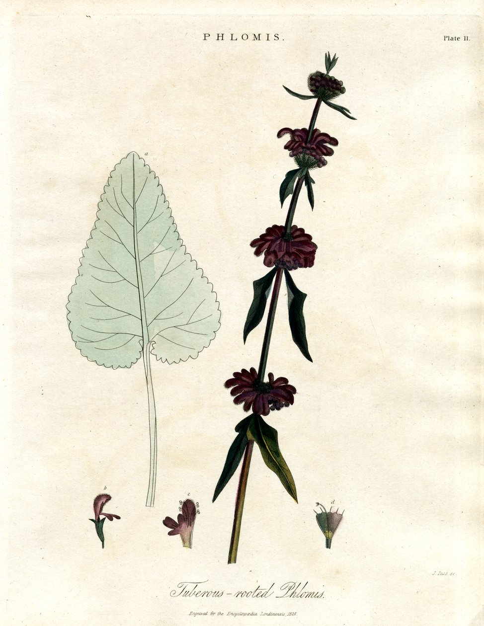 Phlomis: Jerusalemsalvia med knölrötter av John Pass