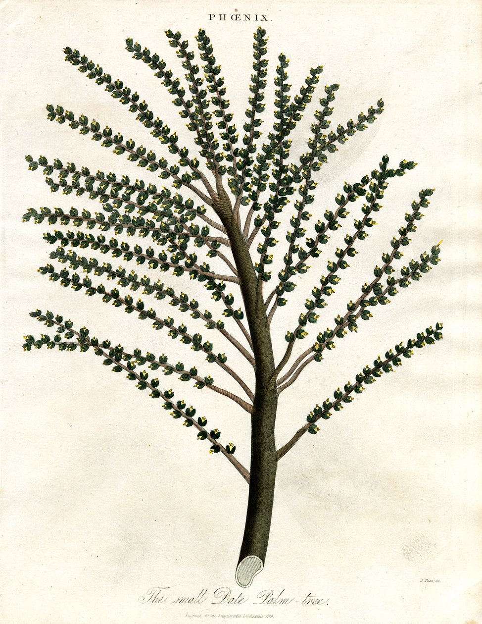 Phoenix (dadelpalm) av John Pass