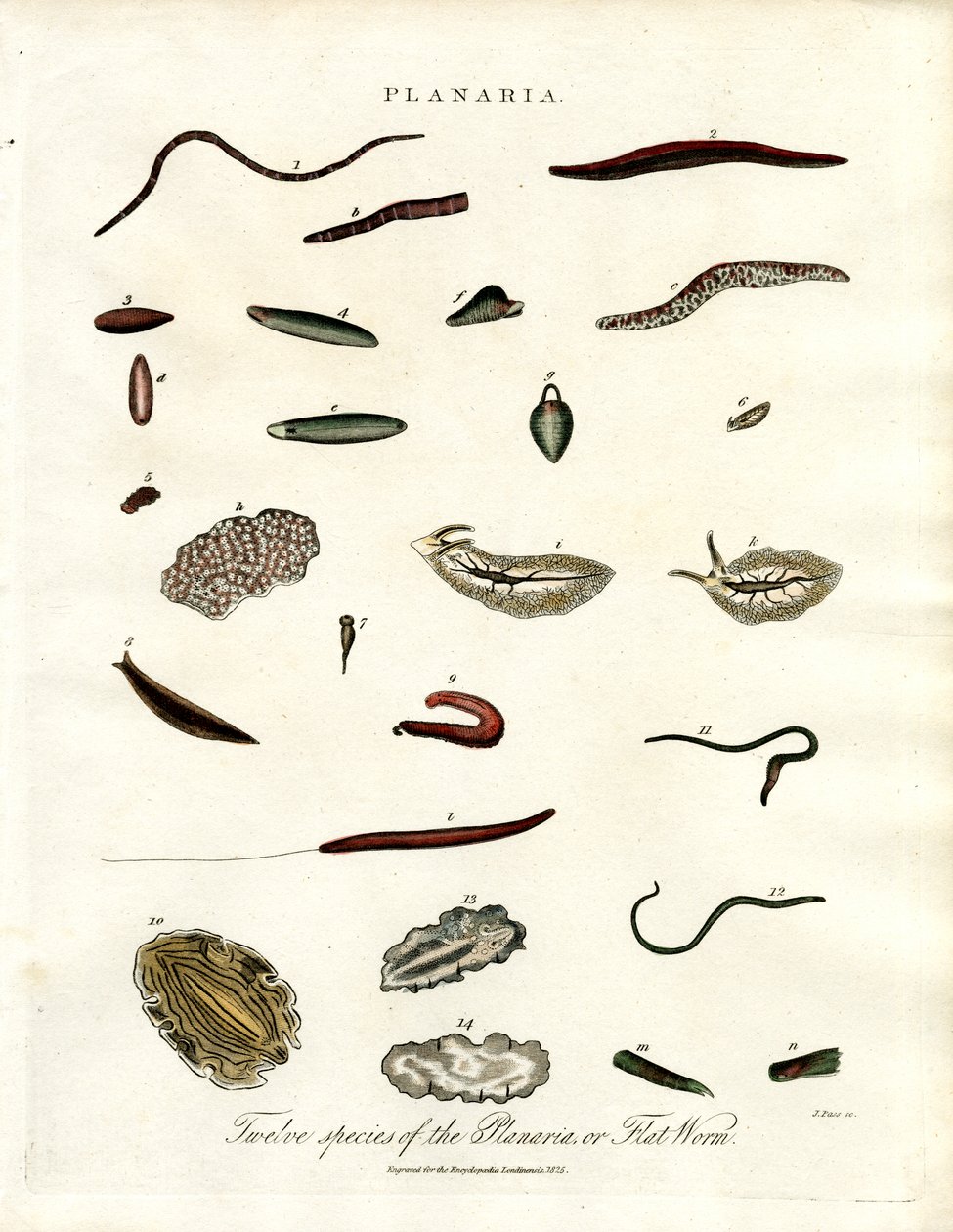Planaria - Tolv arter av plattmaskar av John Pass