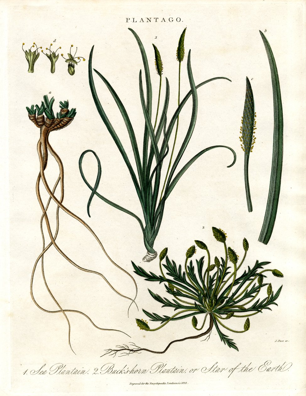 Plantago Arter av John Pass