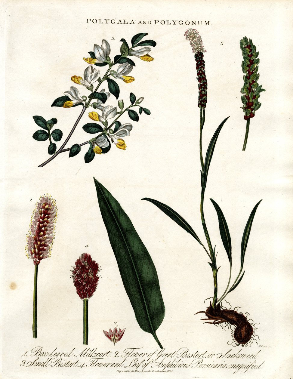 Polygala och Polygonum av John Pass