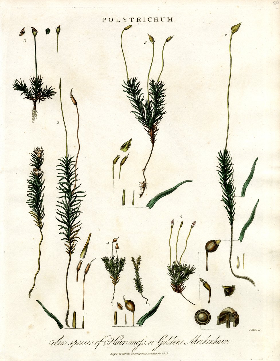 Polytrichum av John Pass