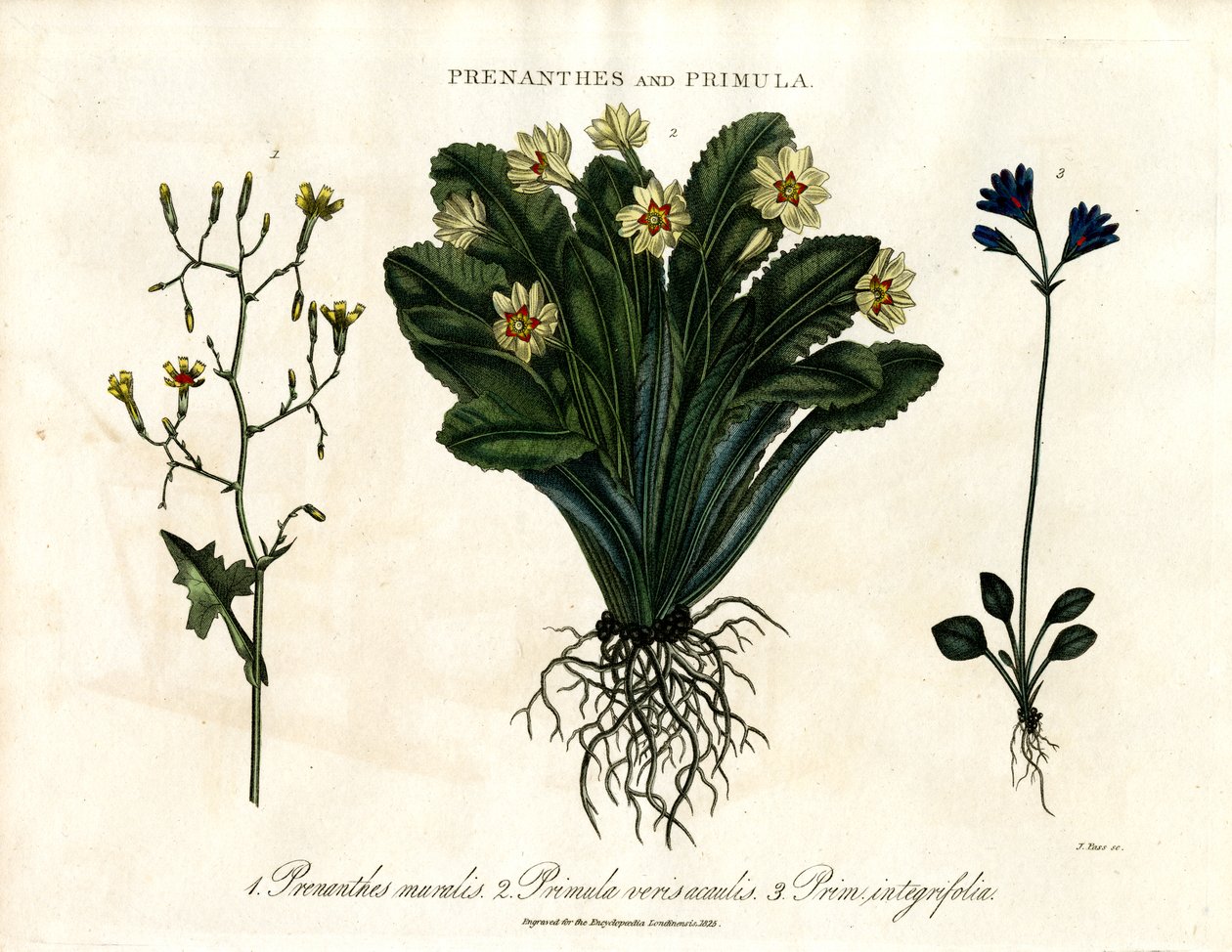 Prenanthes och Primula: Väggsallat;Primula och helbladig primula av John Pass