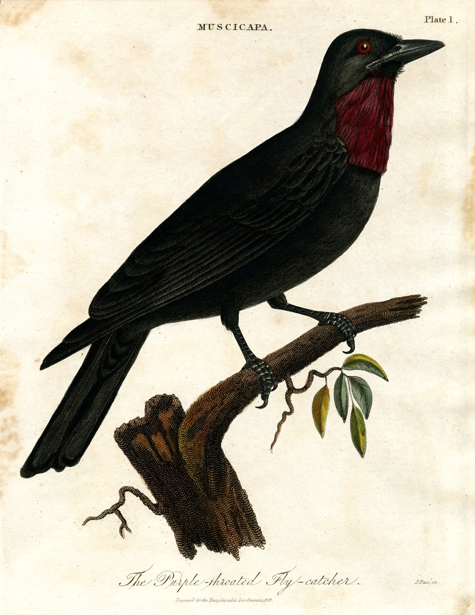 Purpurstrupig flugsnappare (Muscicapa) av John Pass