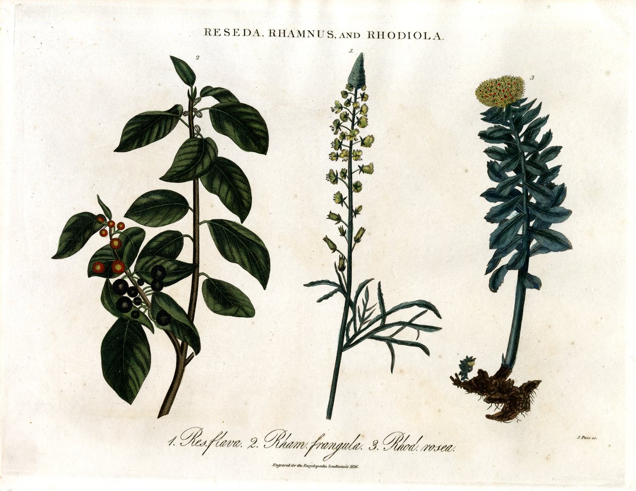 Reseda;Rhamnus och Rhodiola av John Pass