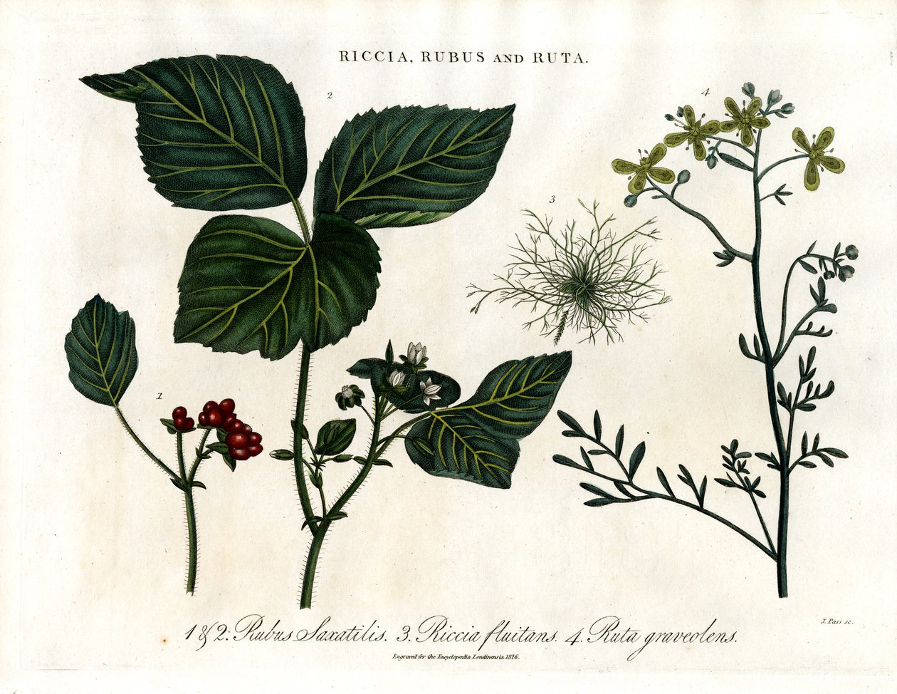 Riccia;Rubus och Ruta av John Pass