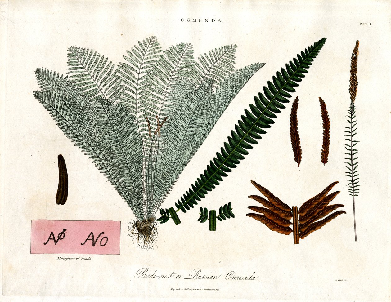 Kunglig ormbunke (Osmunda) av John Pass
