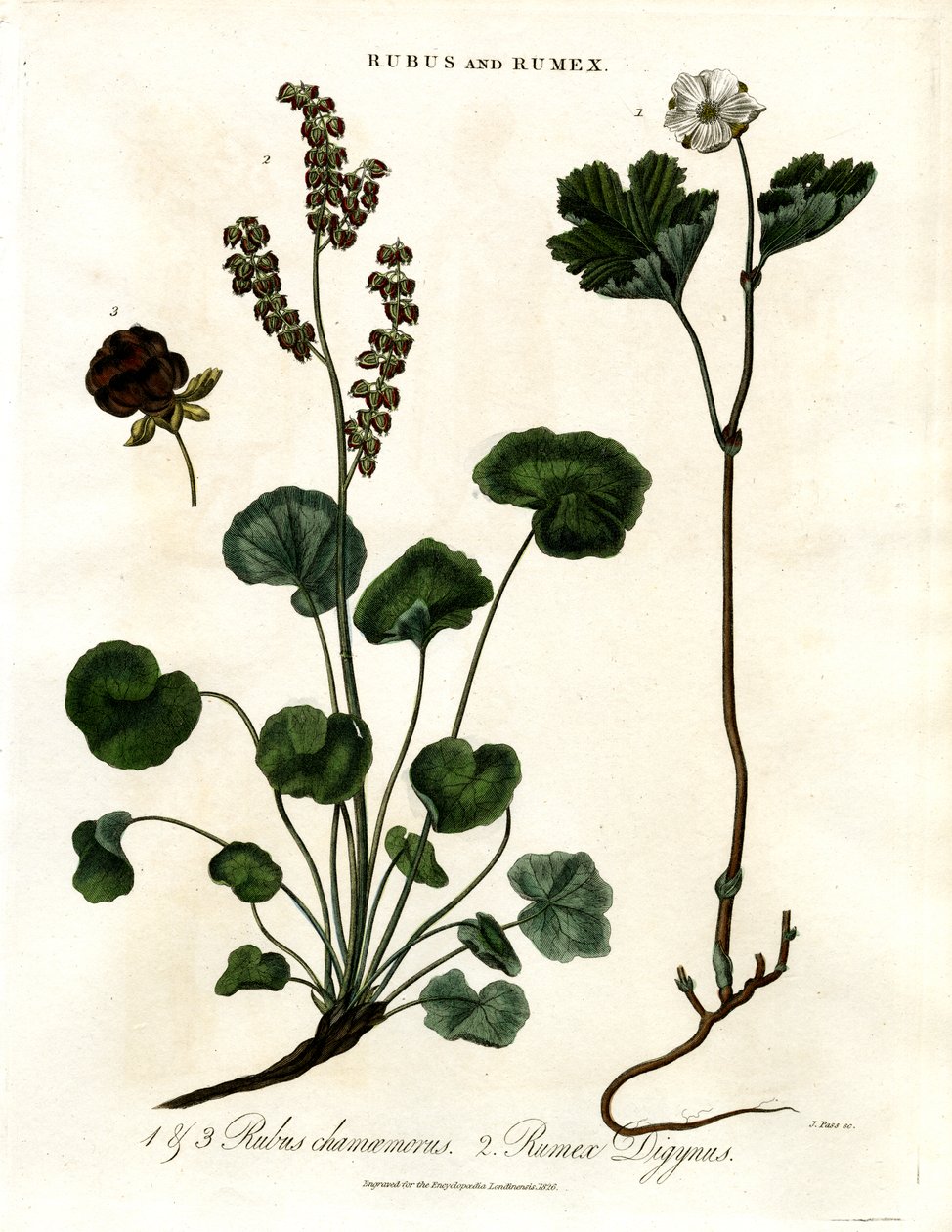 Rubus och Rumex: Hjortron och bergsorrel av John Pass