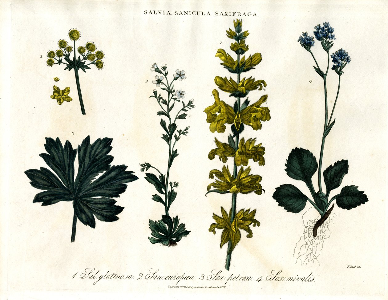 Salvia;Sanicle och Saxifrage Arter av John Pass