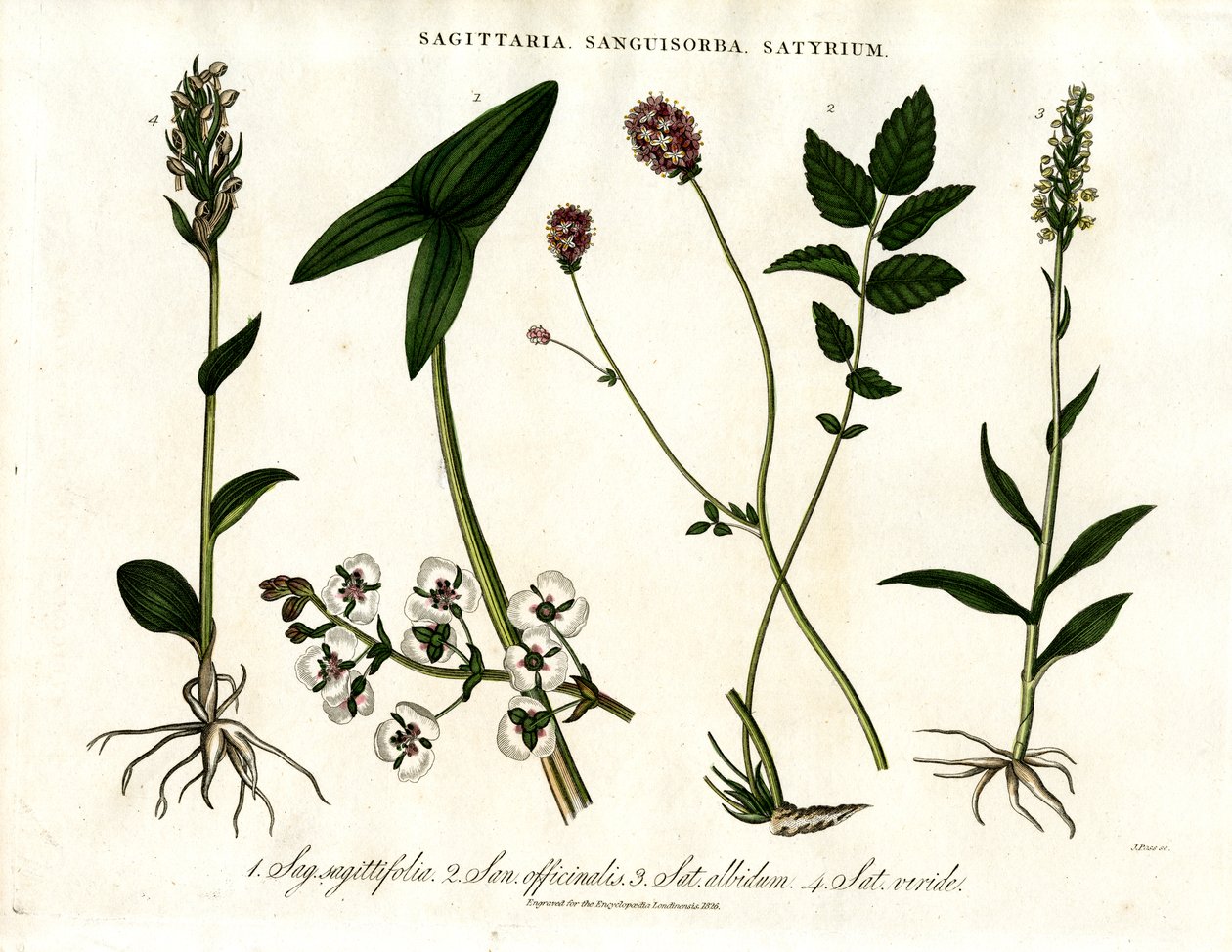 Sagittaria; Sanguisorba och Satyrium: Botanisk representation av olika växtarter av John Pass