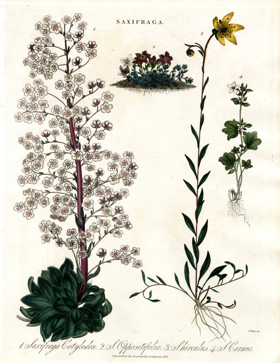 Saxifraga Arter av John Pass