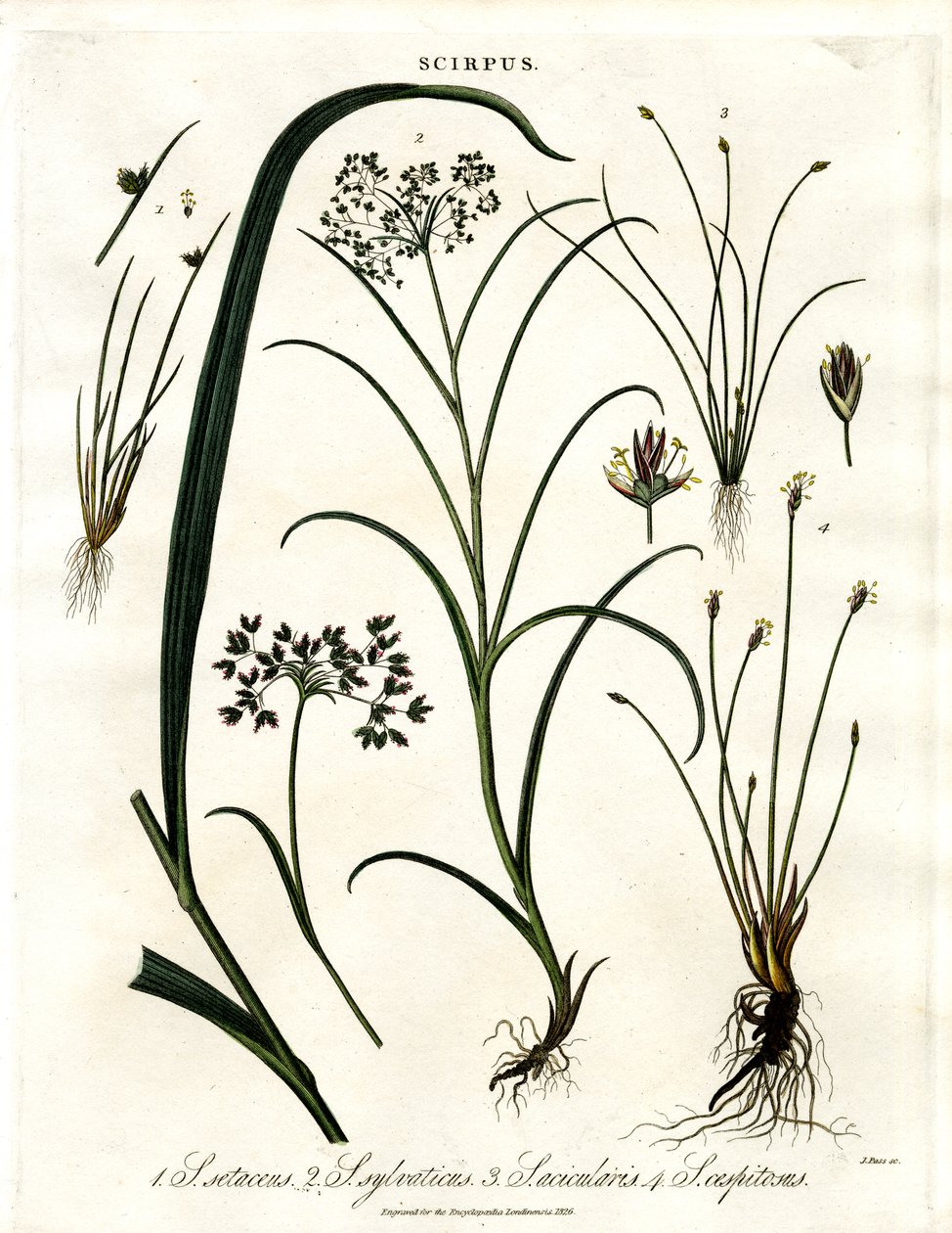 Scirpus Arter av John Pass