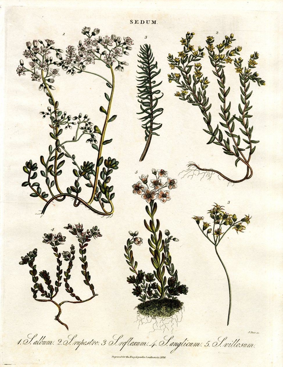 Sedum: Olika arter av stonecrop av John Pass