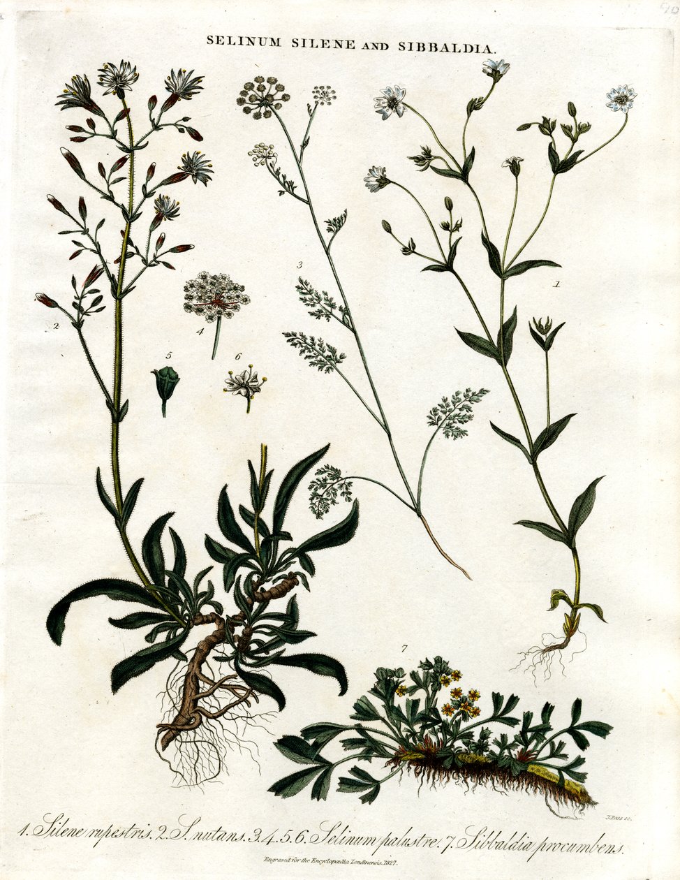 Selinum;Silene och Sibbaldia av John Pass
