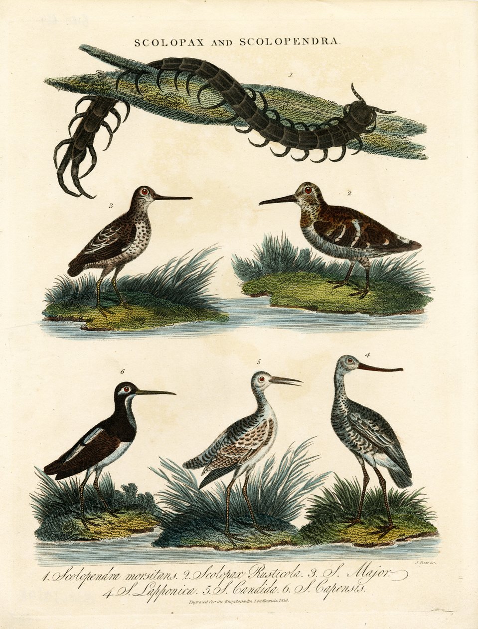 Sniglar (Scolopax) och tusenfotingar (Scolopendra) av John Pass