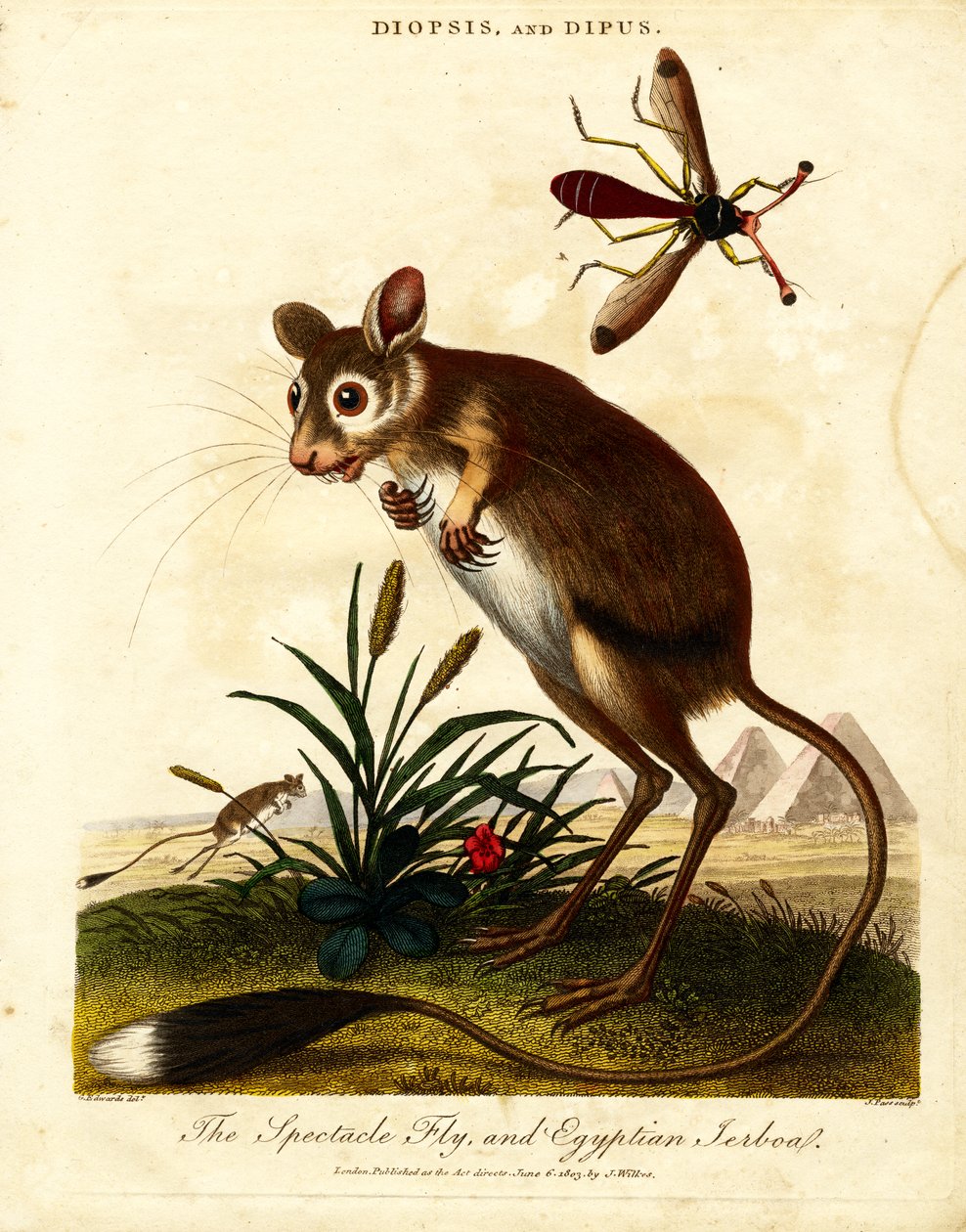 Spektakelfluga och egyptisk Jerboa av John Pass